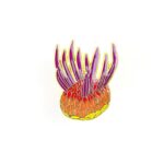 Wiwaxia Enamel Pin (Wiwaxia corrugata)
