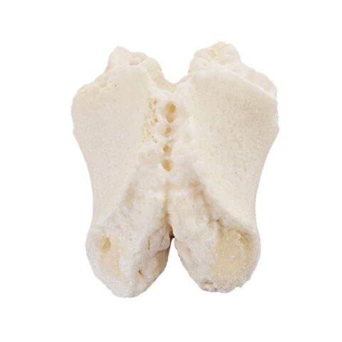 Real Pig Proboscis Bone