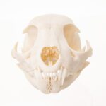 Real Bobcat Skull – Adolescent
