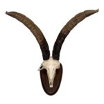 Real Gredos Spanish Ibex Skull – 4100 g