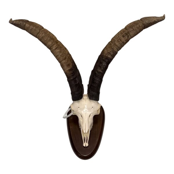 Real Gredos Spanish Ibex Skull – 4100 g