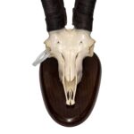 Real Gredos Spanish Ibex Skull – 4100 g