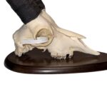 Real Gredos Spanish Ibex Skull – 4100 g