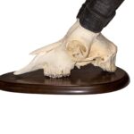Real Gredos Spanish Ibex Skull – 4100 g