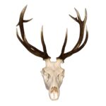 Real Red Deer Skull – 4500 g