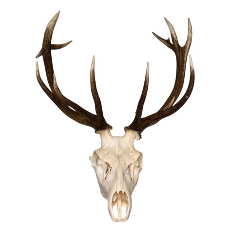 Real Red Deer Skull - 4500 g