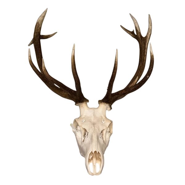 Real Red Deer Skull – 4500 g