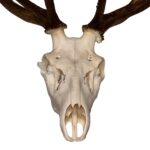Real Red Deer Skull – 4500 g