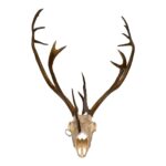 Real Caribou Skull