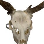 Real Fallow Deer Skull