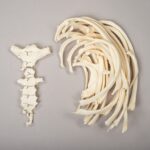 Real Research Quality Human Sternum and Ribs