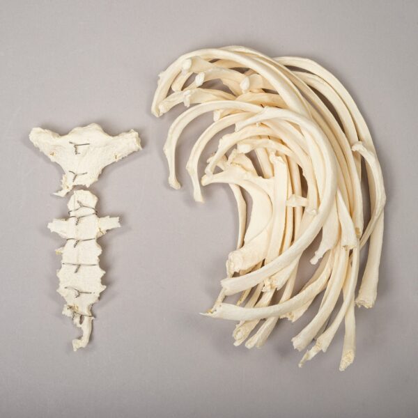 Real Research Quality Human Sternum and Ribs
