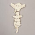 Real Research Quality Human Sternum and Ribs