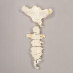 Real Research Quality Human Sternum and Ribs