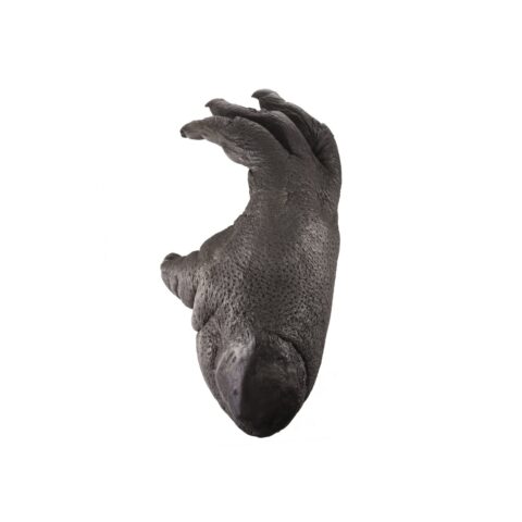 Replica Sumatran Orangutan Right Foot - Male