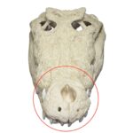 Replica Saltwater Crocodile Skull (32.2″)