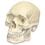 Replica Human Skull – Robust Asian Male
