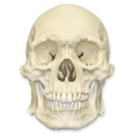 Replica Human Skull – Robust Asian Male