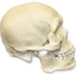 Replica Human Skull – Robust Asian Male