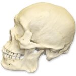 Replica Human Skull – Robust Asian Male