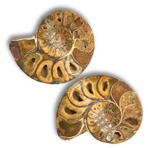 Fossil Ammonite Split Pair - Large