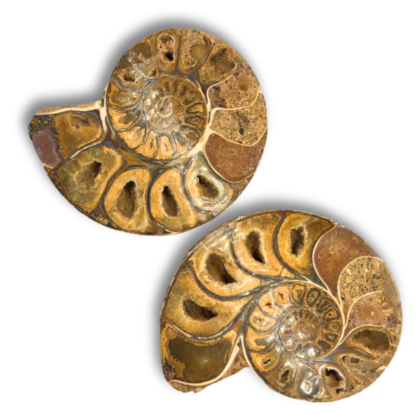 Fossil Ammonite Split Pair – Large