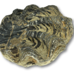 Large Fossil Oyster