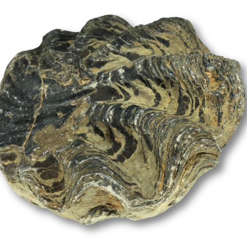 Large Fossil Oyster