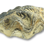 Large Fossil Oyster