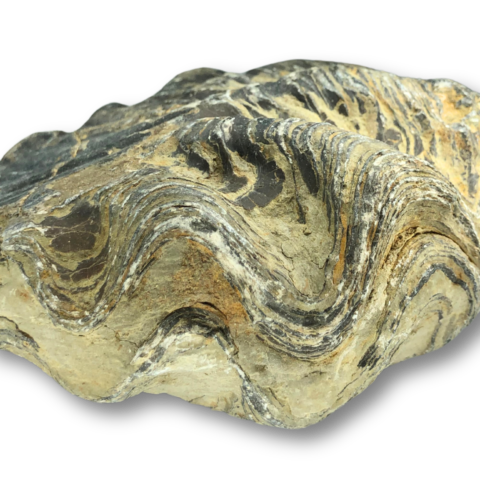 Large Fossil Oyster