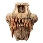 Replica Sabertooth Cat Skull – Xenosmilus hodsonae