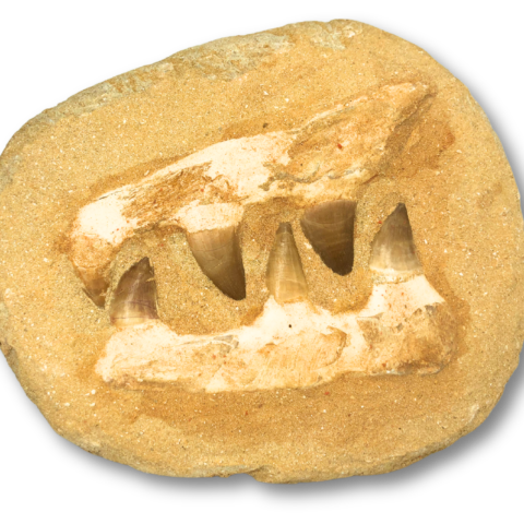Composite Mosasaur Jaw Fossil