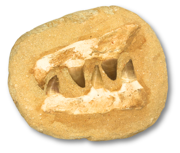 Composite Mosasaur Jaw Fossil