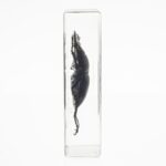 Real Stag Beetle in Acrylic Paperweight