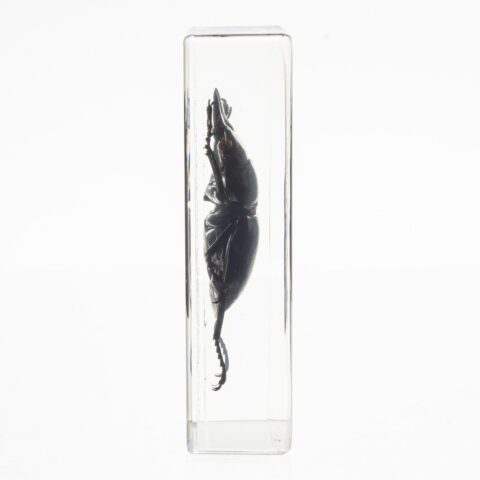 Real Stag Beetle in Acrylic Paperweight