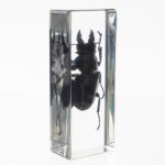 Real Stag Beetle in Acrylic Paperweight