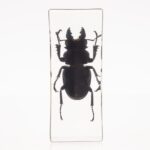 Real Stag Beetle in Acrylic Paperweight