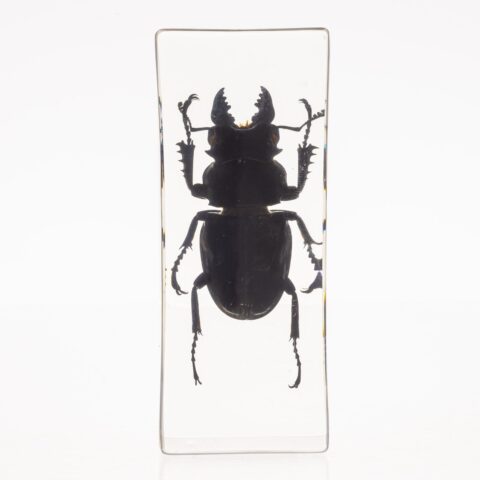 Real Stag Beetle in Acrylic Paperweight