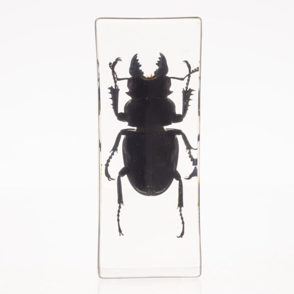 Real Stag Beetle in Acrylic Paperweight