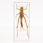 Real Grasshopper in Acrylic Paperweight
