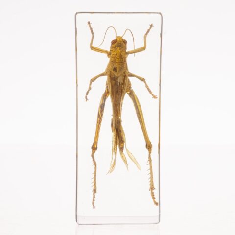 Real Grasshopper in Acrylic Paperweight