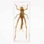 Real Grasshopper in Acrylic Paperweight