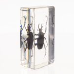 Real Antler Horned Beetle in Acrylic Paperweight
