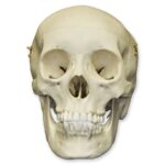 Replica Human Male Adolescent Skull with Calvarium Cut