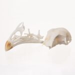 Real Chicken Skull – Damaged