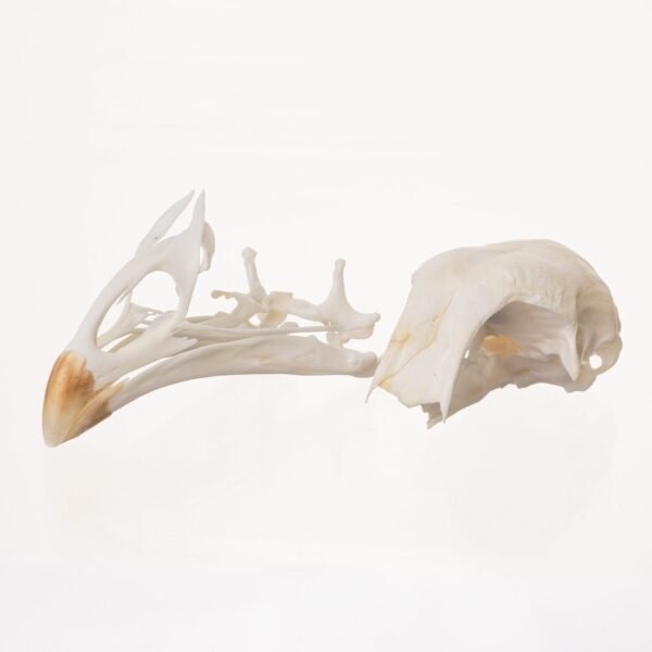 Real Chicken Skull – Damaged