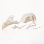 Real Chicken Skull – Damaged