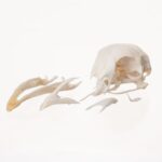 Real Chicken Skull – Damaged