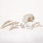 Real Chicken Skull – Damaged