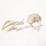 Real Chicken Skull – Damaged